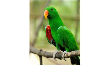 Vegetables and seeds that are poisonous to Parrots
